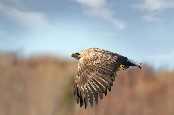 Gros plan d'un aigle de mer à queue blanche en vol — Photo