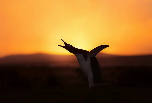 Silueta Gentoo tučna při západu slunce — Stock fotografie