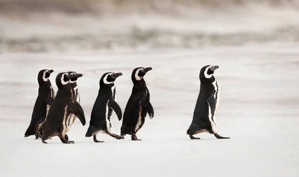 Magellán-pingvin elindulna tengeri horgászatra — Stock Fotó