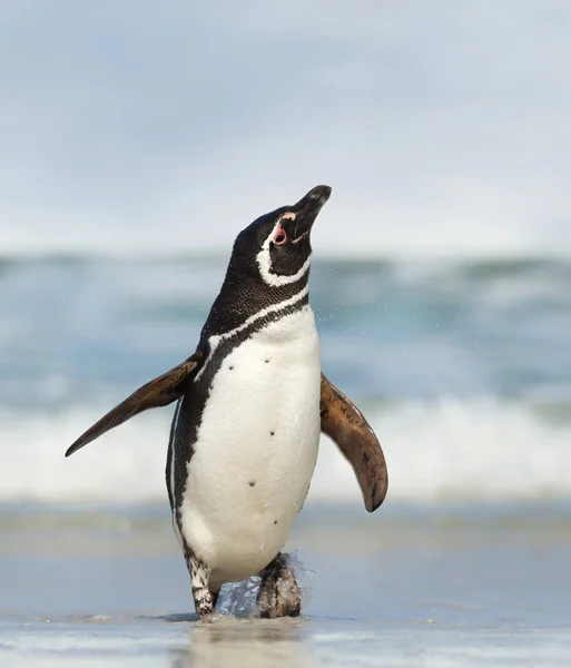 Pinguim-de-magalhães a sacudir a água das penas — Fotografia de Stock