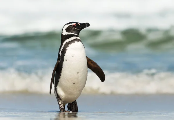 Pinguim-de-magalhães a desembarcar num dia ensolarado — Fotografia de Stock