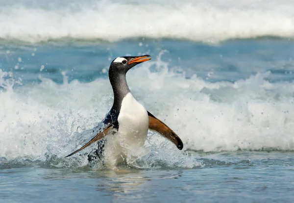 Gentoo Penguin komt aan wal van stormachtige wateren — Stockfoto