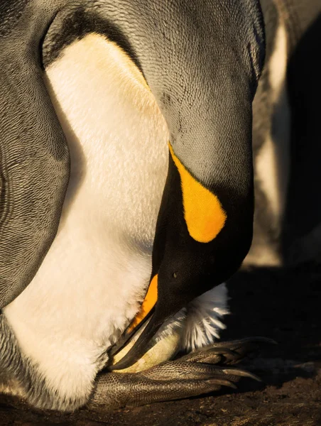Pingüino rey con un huevo en los pies esperando a que eclosionen —  Fotos de Stock