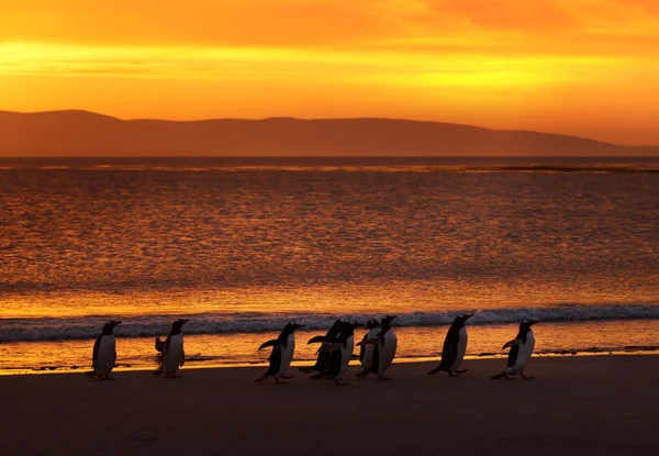 Eine Gruppe Gentoo-Pinguine an einem Sandstrand bei Sonnenuntergang — Stockfoto