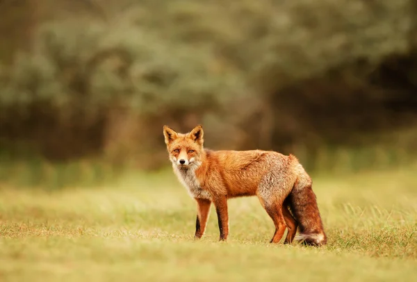 초원에서 붉은 여우의 클로즈업 — 스톡 사진