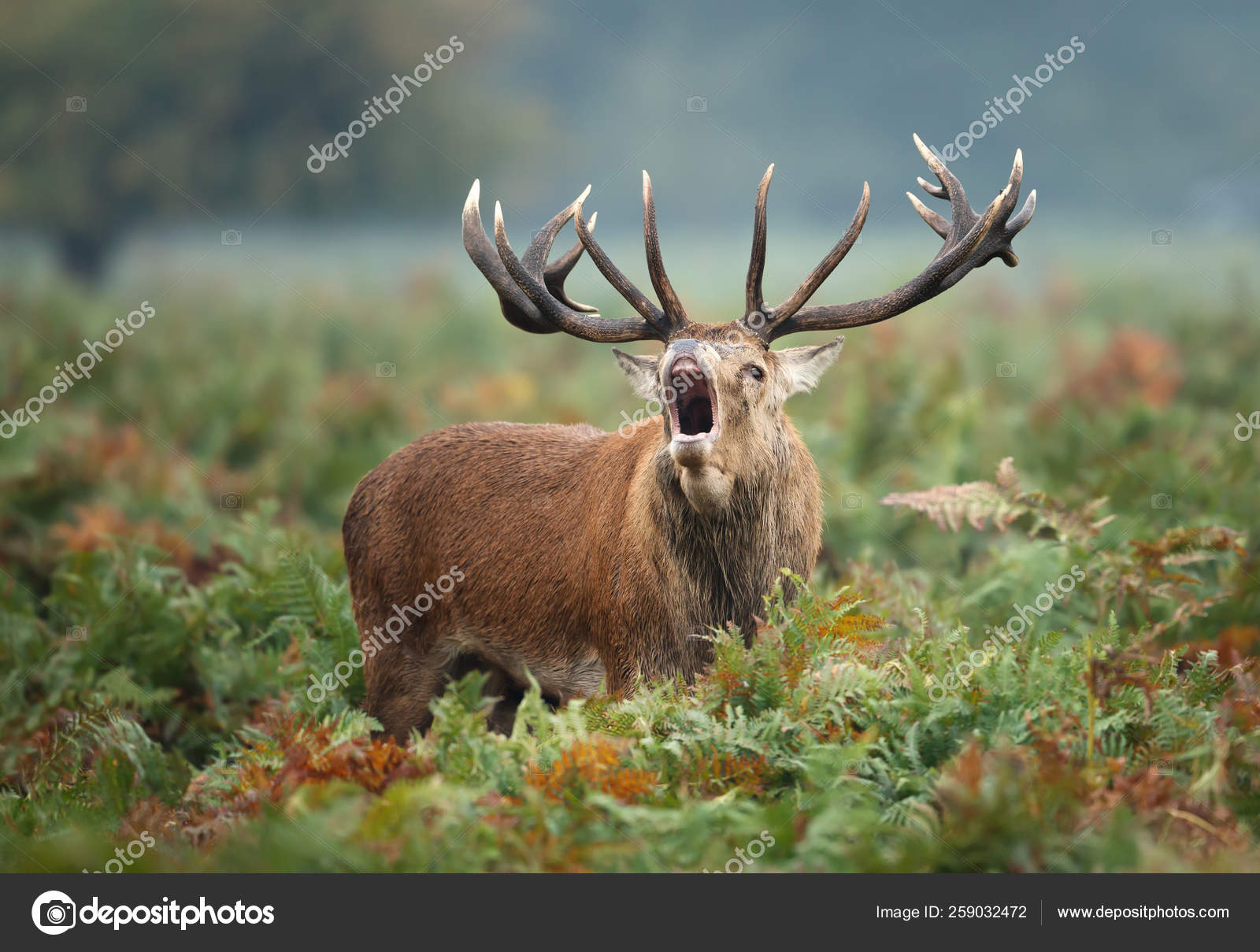 Red deer stag calling during rutting season in autumn — Stock Photo