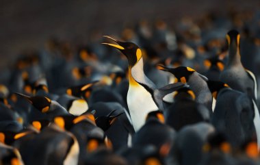 Kral penguen penguenler bir grup ile yol yapma