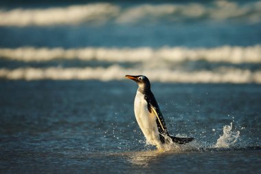 Atlantik Okyanusu'nda bir Gentoo pengueni yakın çekim