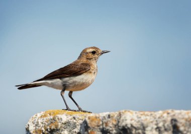 Berrak mavi arka plan karşı bir kaya üzerinde pied wheatear