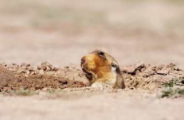 Büyük başlı bir Afrika köstebeğinin yakın çekim