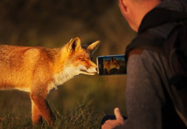 Fotoğrafçı akıllı telefon ile kırmızı bir tilki fotoğraf çekmek