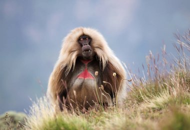 Close up of Gelada monkey in Simien mountains clipart
