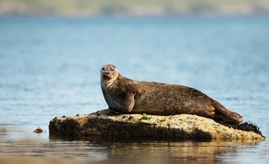 Close up of Common Seal lying on a rock clipart
