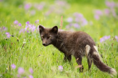 Arctic fox in the meadow in summer clipart