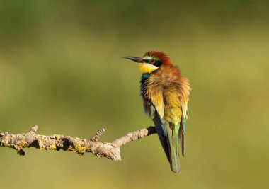 Bir dal üzerinde tünemiş kabarık tüyleri ile Avrupa Arı yiyici