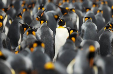 Kral penguen gönüllü noktada, falkland Adaları.