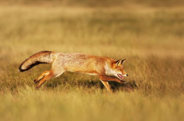 Tarlada koşan kırmızı bir tilkinin yakın çekim