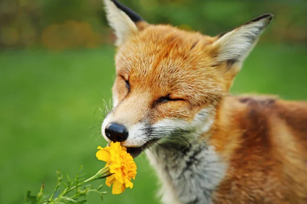 Close up de uma raposa vermelha cheirando flor de calêndula — Fotografia de Stock