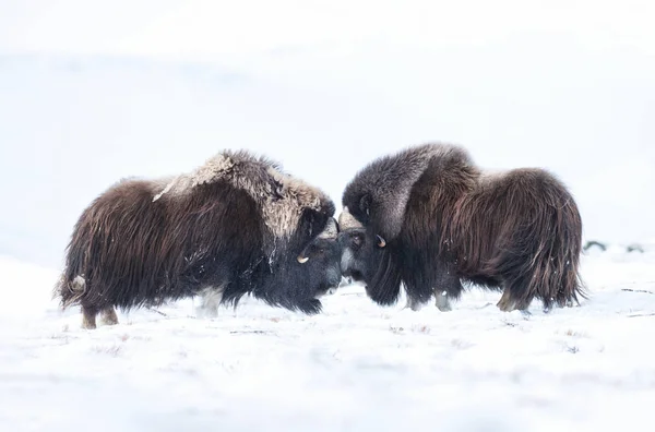 Musk Ox machos lutando no inverno — Fotografia de Stock