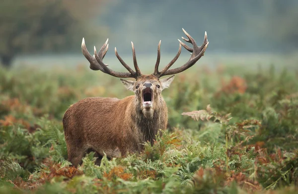Červení jeleni, volám během kolejí na podzim — Stock fotografie