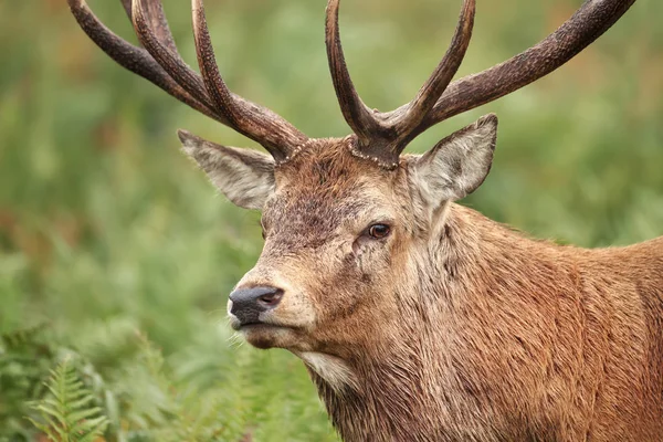 Närbild av kronhjort stag under spårbildning säsong — Stockfoto