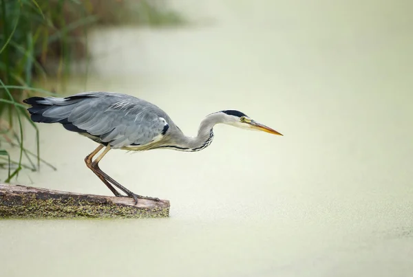 Nahaufnahme eines Graureihers beim Angeln im Teich — Stockfoto