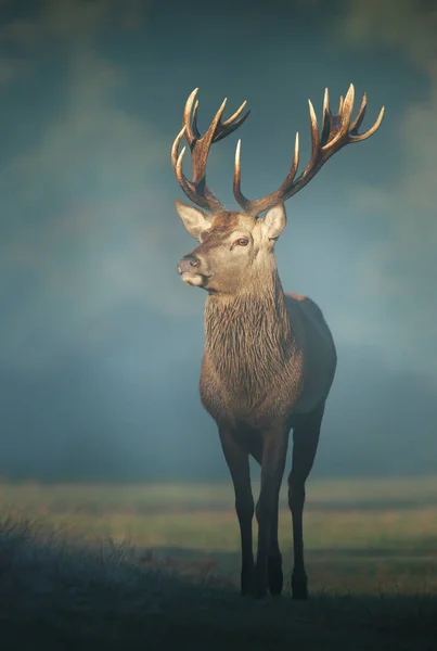 在雾蒙蒙的秋天早晨红鹿雄鹿 — 图库照片