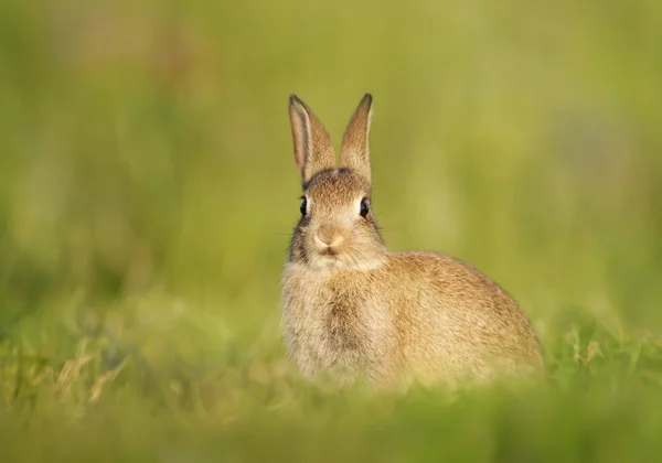 Close-up van Europees konijn zittend in het gras — Stockfoto