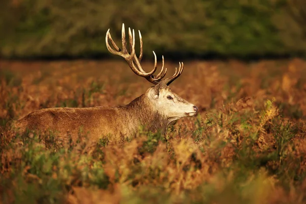 Red Deer stag standing in ferns in autumn — Stock Photo, Image