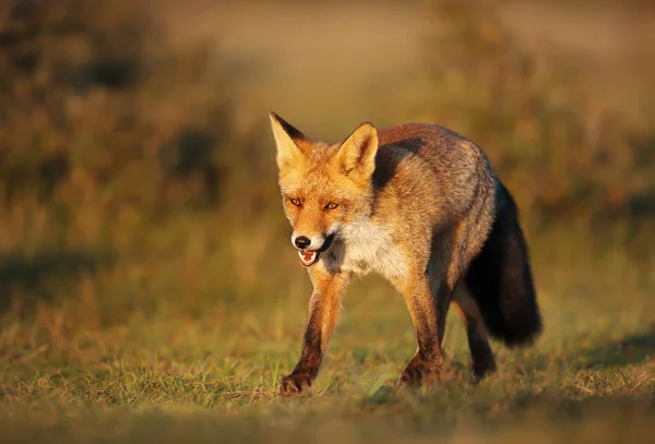 Close up of a Red fox standing in the meadow — Stock Photo, Image