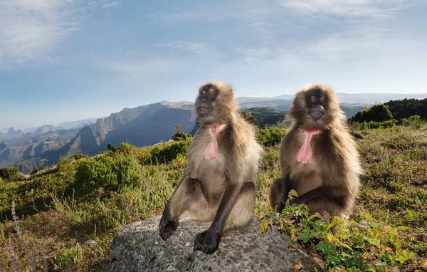 Close up de macacos Gelada sentados nas montanhas — Fotografia de Stock