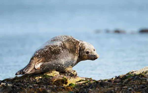 Close up of Common Seal lying on a rock — Stock Photo, Image