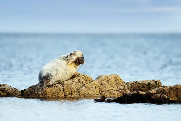 Common Seal lying on a rock with flipper on head — Stock Photo, Image