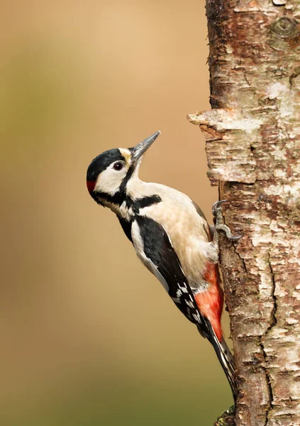 Stor fläckig hackspett sittande på ett träd — Stockfoto