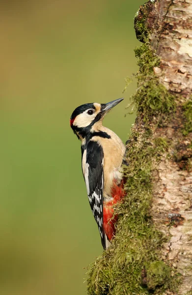 Great Spotted Woodpecker perching on a tree — Stock Photo, Image