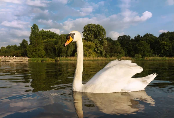 Close up de um cisne mudo nadando em um lago — Fotografia de Stock