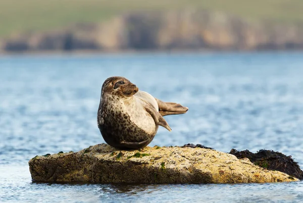 Close up of Common Seal lying on a rock — Stock Photo, Image