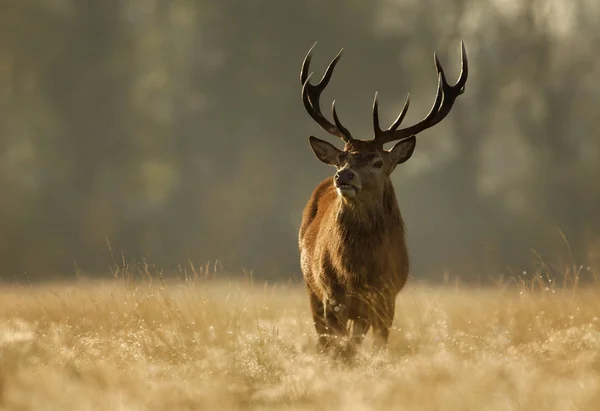 Red Deer standing in a grass at sunrise — Stock Photo, Image