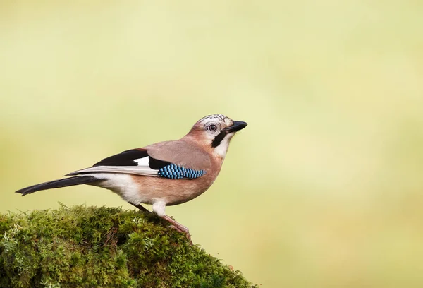 Eurasian Jay perched on a mossy tree trunk — Stock Photo, Image