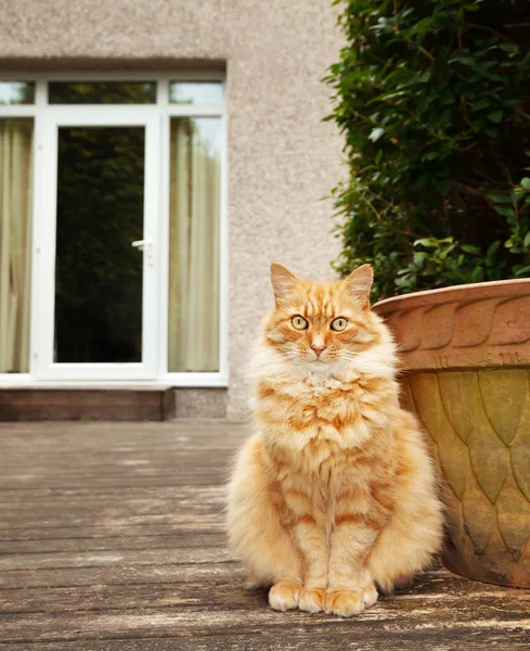 Крупный план рыжего кота, сидящего на заднем дворе — стоковое фото