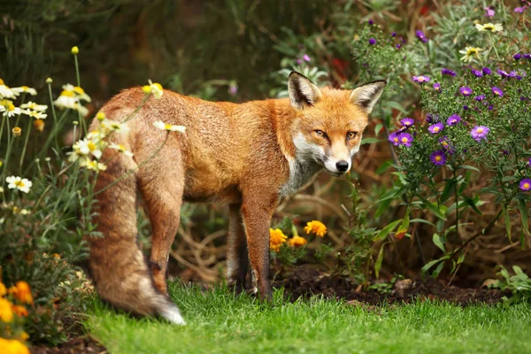 Red Fox stående nära blommor i trädgården på sommaren — Stockfoto