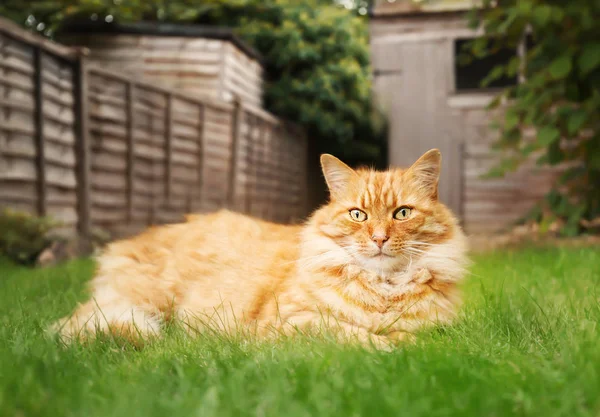 Крупный план рыжего кота, лежащего на траве на заднем дворе — стоковое фото