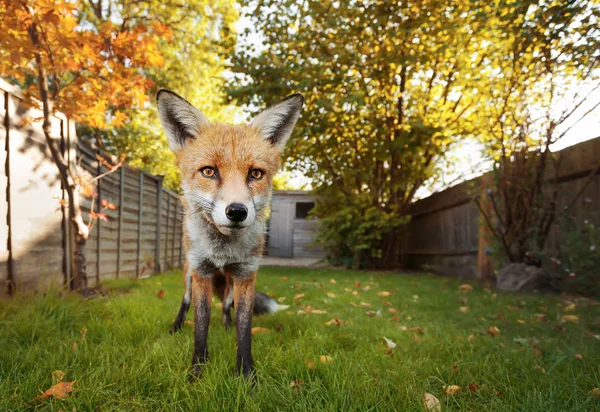 Sonbaharda arka bahçede duran kırmızı tilki