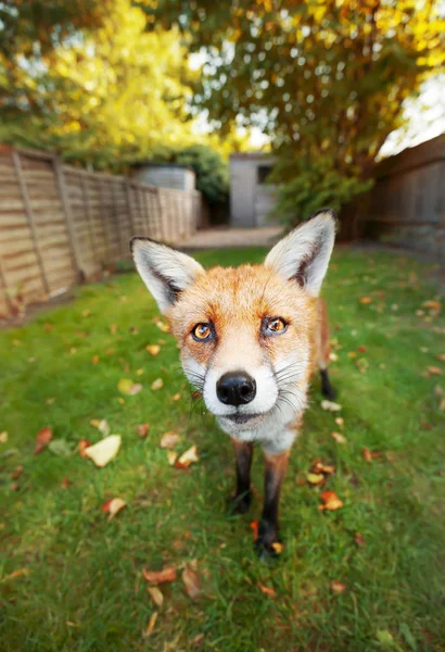 Gros plan d'un renard roux debout dans le jardin arrière — Photo