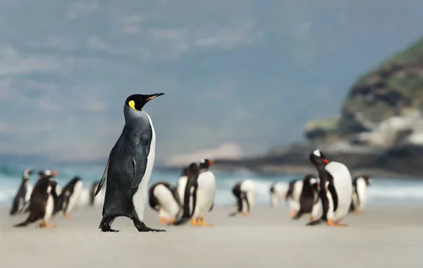Pingwin król chodzenie na piaszczystej plaży w pobliżu grupy Gentoo długopis — Zdjęcie stockowe