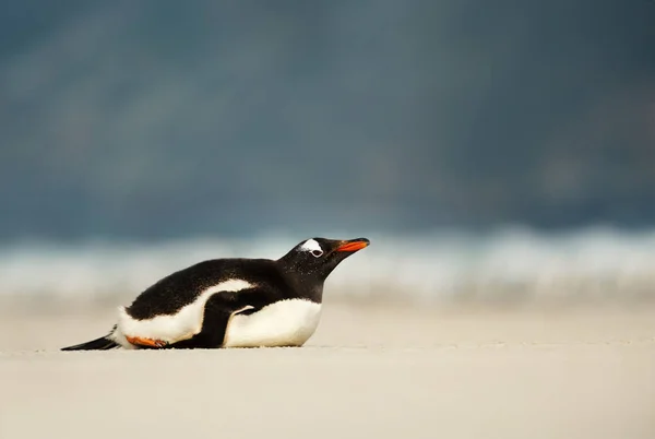 Gentoo penguenkumlu bir plajda şekerleme yapıyor — Stok fotoğraf