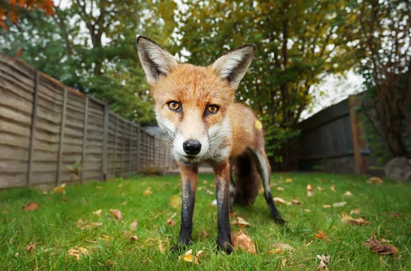Крупним планом червона лисиця, що стоїть в задньому саду восени — стокове фото