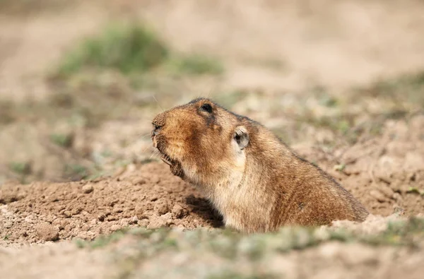 Close up of a big-headed African mole-rat