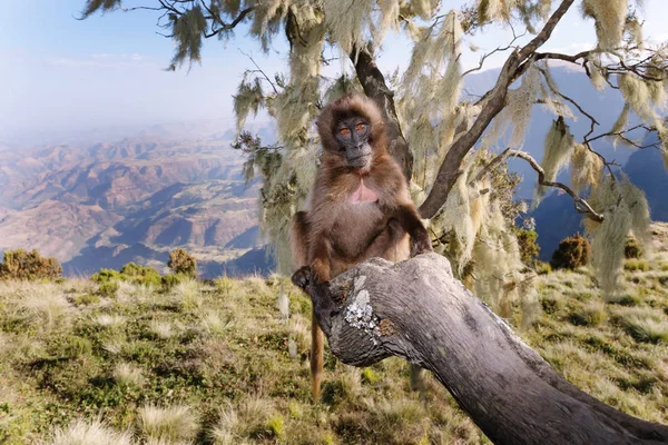 Närbild av en baby Gelada Monkey sitter i ett träd — Stockfoto