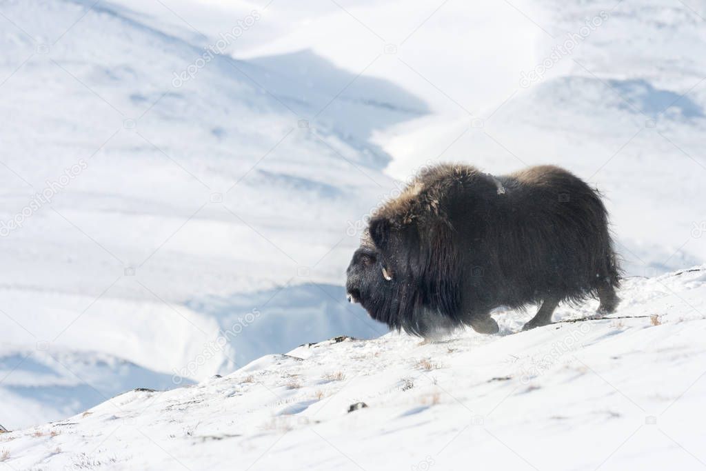 Musk Ox in Dovrefjell mountains in winter